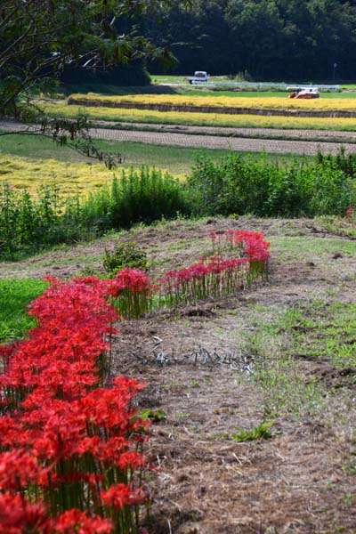 西蓮寺の彼岸花 行方市 ひな日記 西蓮寺の彼岸花 行方市 ひな日記