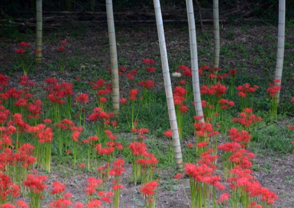 西蓮寺の彼岸花 行方市 ひな日記 西蓮寺の彼岸花 行方市 ひな日記