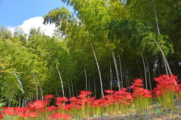 西蓮寺の彼岸花 行方市 ひな日記 西蓮寺の彼岸花 行方市 ひな日記