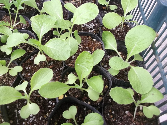 白菜2度目の定植_b0137932_2230582.jpg