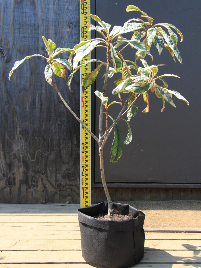 斑入り ビワ 田中枇杷 白覆輪 珍品 希少品 販売 画像 写真 値段 価格