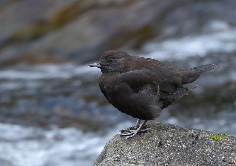 カワガラスの親と幼鳥　　２０１４年９月２０日（土曜日）_d0171050_12303029.jpg