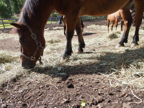 馬のえさは山からとっていた 木曽馬日記 馬のえさは山からとっていた 木曽馬日記