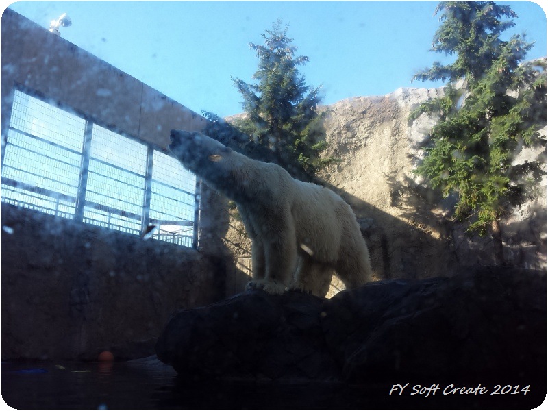 ◆ 最北端を目指して北海道、その2 「旭川市旭山動物園」へ （2014年9月）_d0316868_0105154.jpg