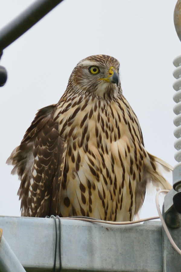 オオタカ若鳥 ポートレート 鳥さんと遊ぼう オオタカ若鳥 ポートレート 鳥さんと遊ぼう