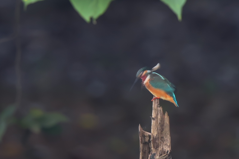 池にオスのカワセミがやってきた。_f0183785_22124834.jpg