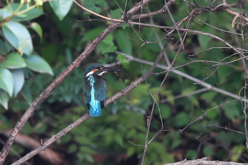 池にオスのカワセミがやってきた。_f0183785_22153392.jpg