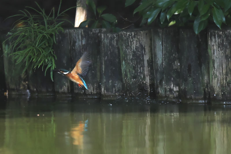 池にオスのカワセミがやってきた。_f0183785_2281223.jpg