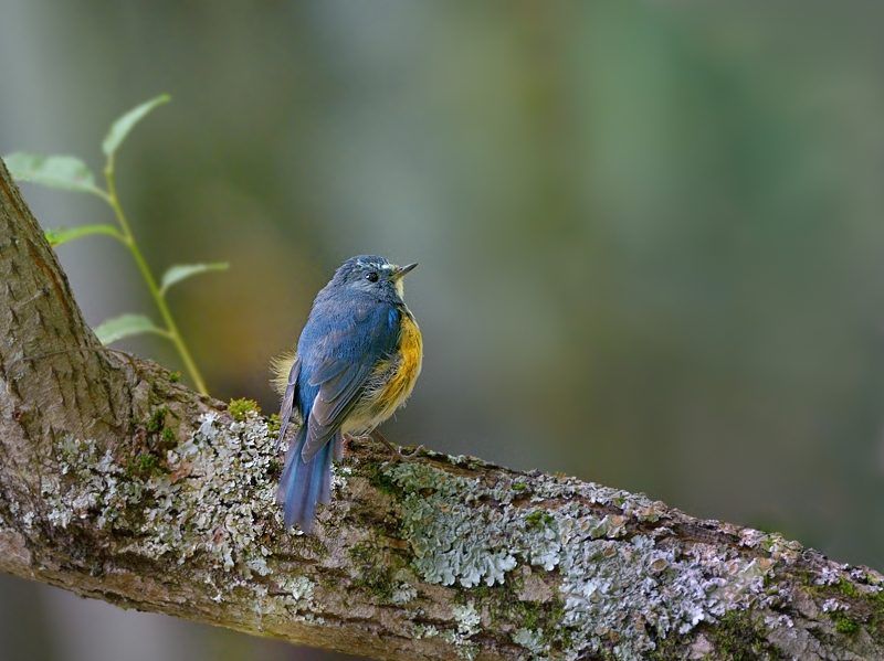 ルリビタキ雄の成鳥・若鳥_a0204089_6255932.jpg