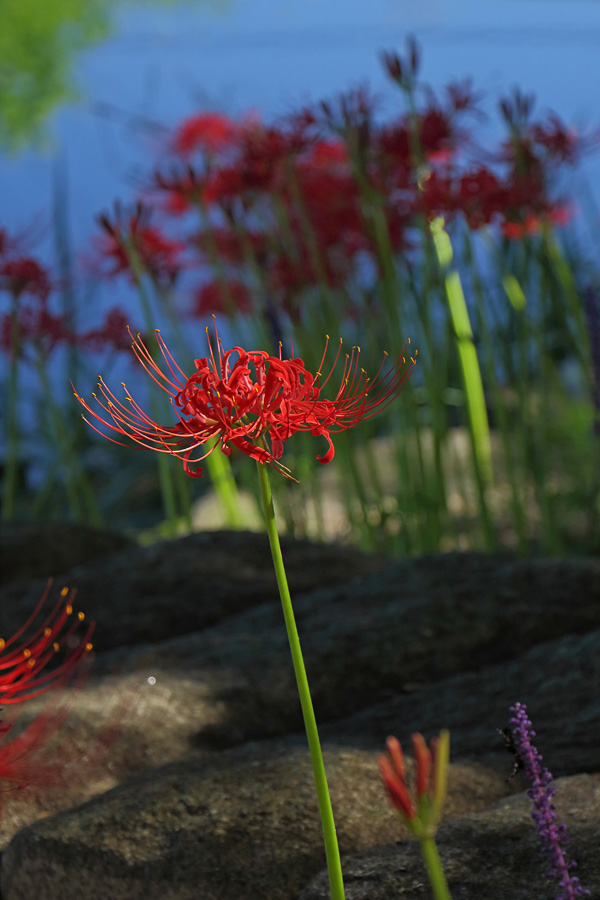 14.09.14：本巣市やすらぎの林で彼岸花１_c0007190_1652334.jpg