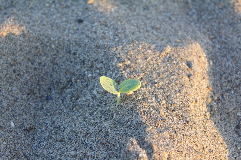 c0204298_194748.jpg