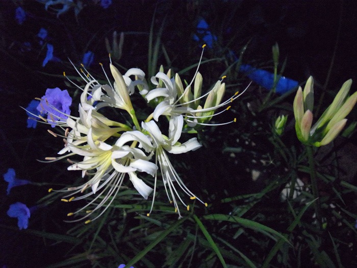 c0049299_2129139.jpg