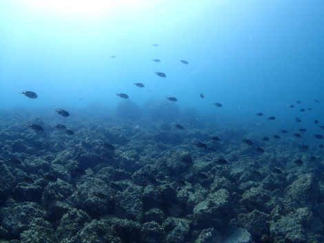 9/13-14　能登島イルカツアー_e0115199_19505486.jpg