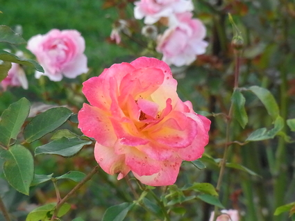 f0229399_22201524.jpg