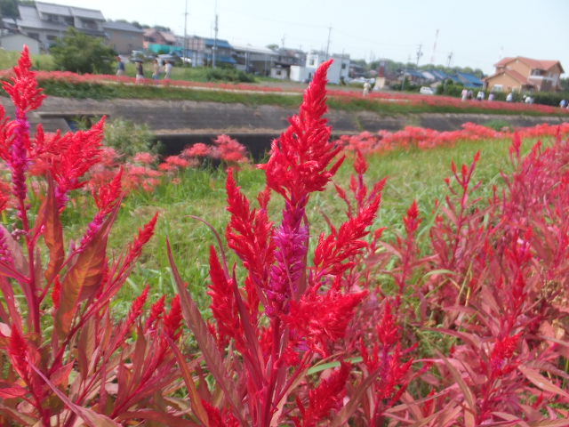 a0271502_1711119.jpg