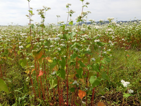 蕎麦の花・地芝居サミットの幟など_a0203003_16481786.jpg