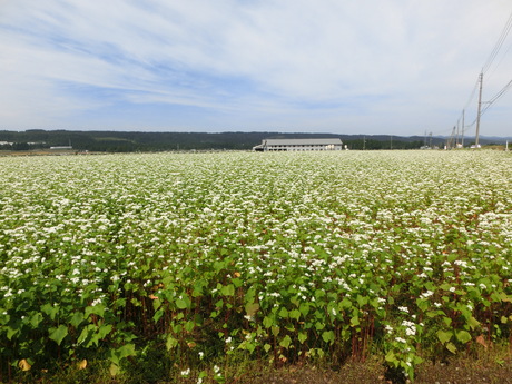 蕎麦の花・地芝居サミットの幟など_a0203003_2042535.jpg