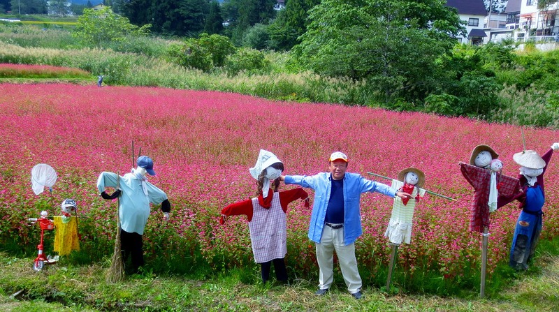 赤いそばの花_b0163804_893337.jpg