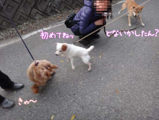 柴犬モモちゃん劇場最終回_f0064906_16104446.jpg