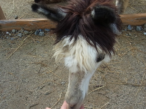e0243008_101626100.jpg