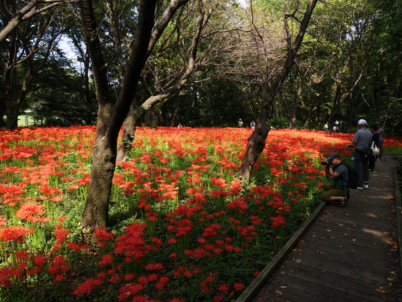 休日の野川_f0302208_1774867.jpg