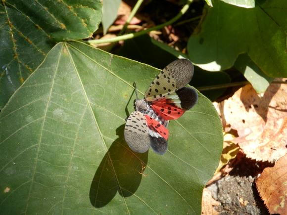 c0062511_20205374.jpg