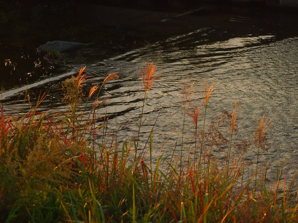 d0048812_848167.jpg