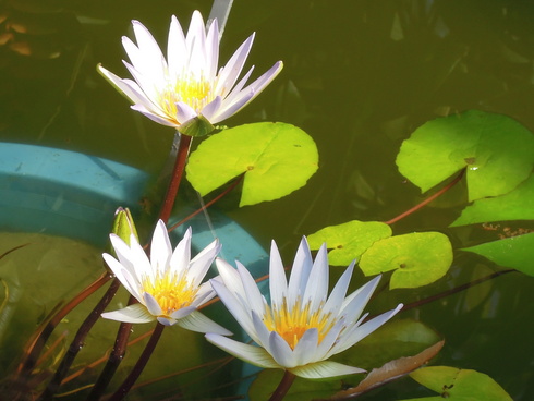 ゴキブリ 死ん だ ふり