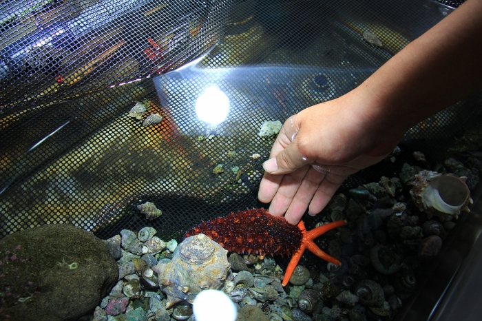 江ノ島水族館の年間パスポート拒絶_d0002320_12512465.jpg