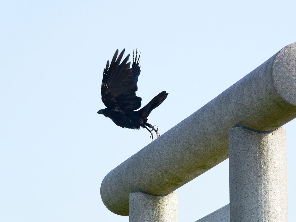 そろそろ鳥の「飛び出し」に特化してみようかと・・・スズメとカラス_a0031821_20362078.jpg