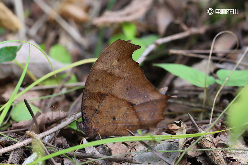 20140923 秋分の散歩道；コスモスとクロコノマチョウ_d0090322_2210553.jpg