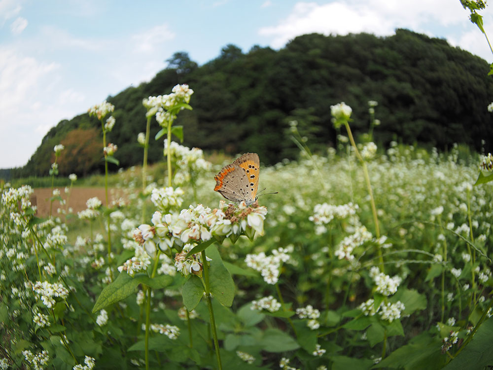 昨日と同じ　市川の自然公園周辺_f0324026_19253849.jpg