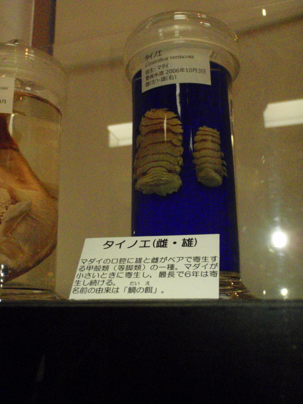 Parasitelovers聖地　目黒寄生虫博物館ツアー　１_c0034029_73396.jpg