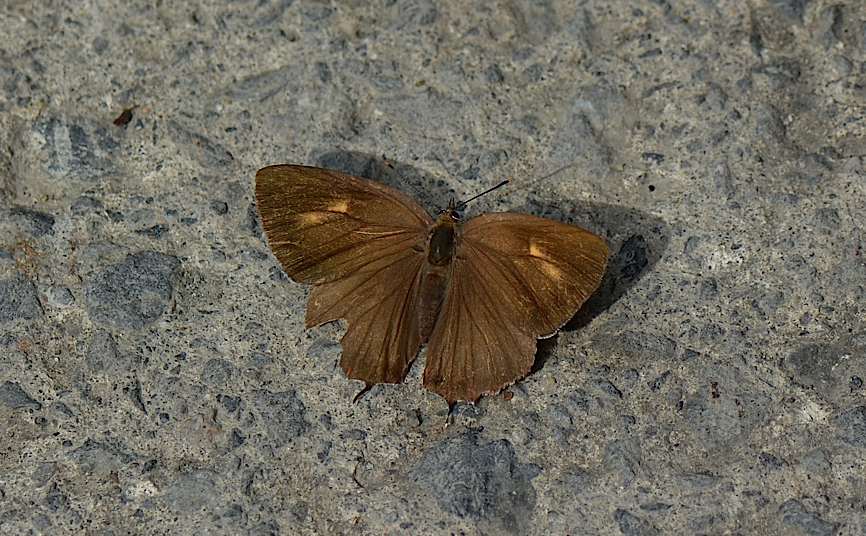 林道のクモガタヒョウモン、ほか（2014年9月23日） _d0303129_1330876.jpg