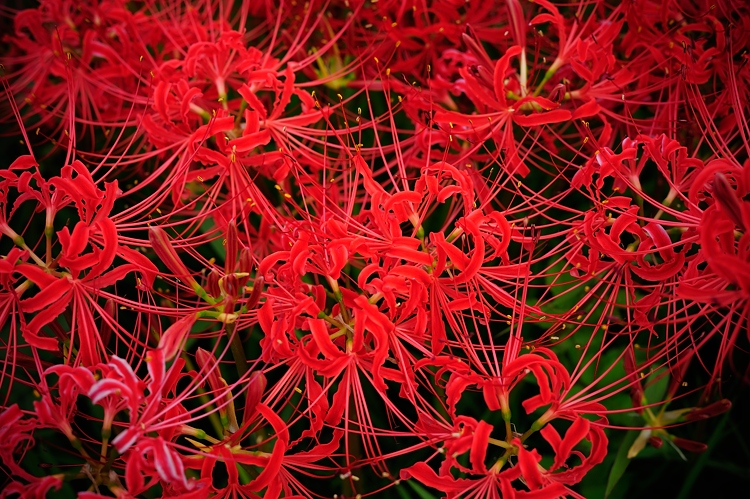 f0129532_05462282.jpg