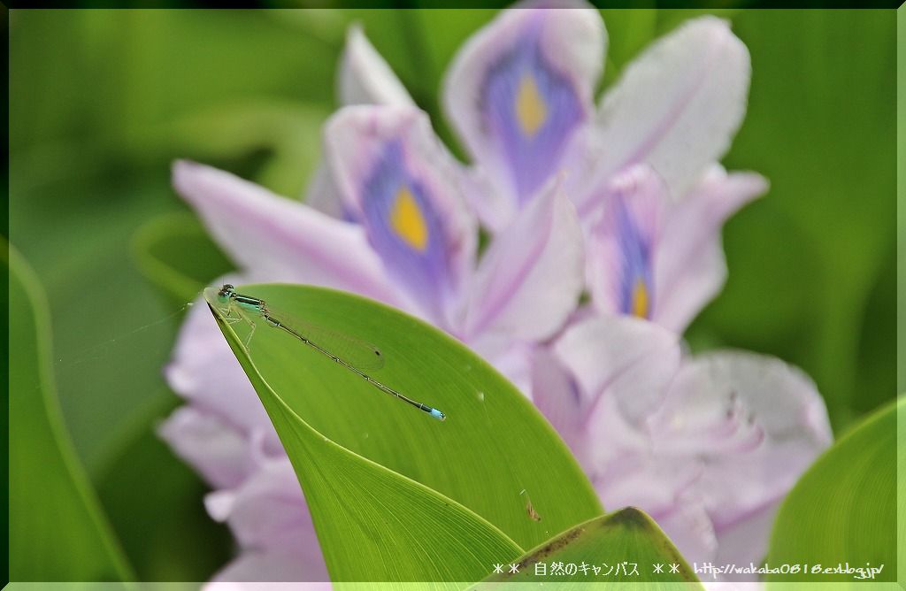 ホテイアオイの花をアップで！！！_e0052135_18312088.jpg