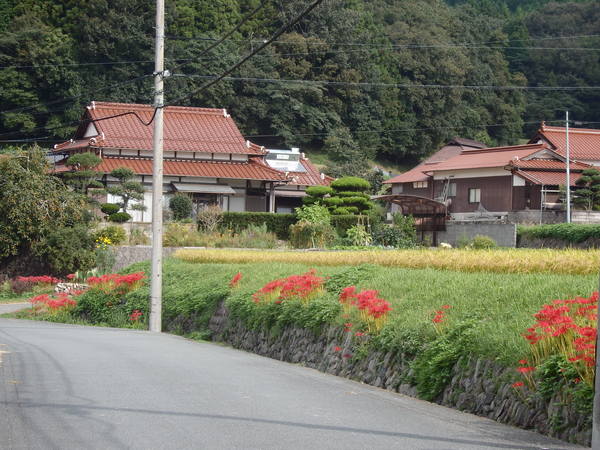 彼岸花の里へ_a0054240_2126315.jpg