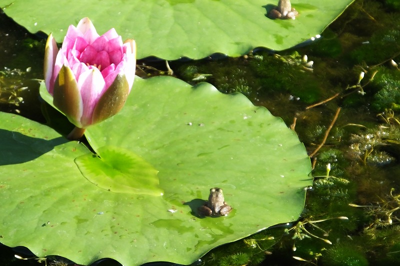 今日もヒカゲチョウと小さな花、ハクセキレイなど_b0236251_2225958.jpg