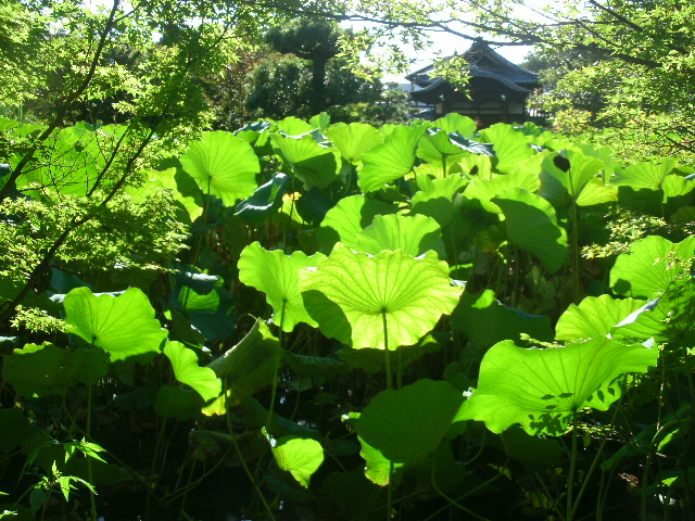 悪所のあとは法金剛院へ_e0036151_22413123.jpg