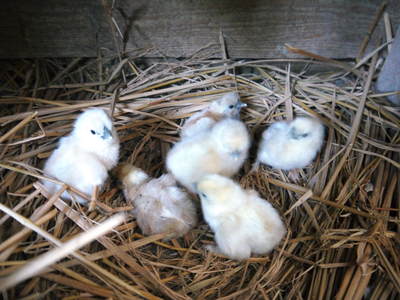 烏骨鶏 温めはじめて21日目!予定日に烏骨鶏のヒナ誕生!!_a0254656_1639594.jpg