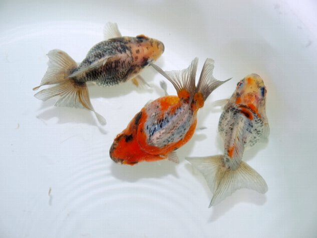 金魚　新入荷_f0009758_20152516.jpg