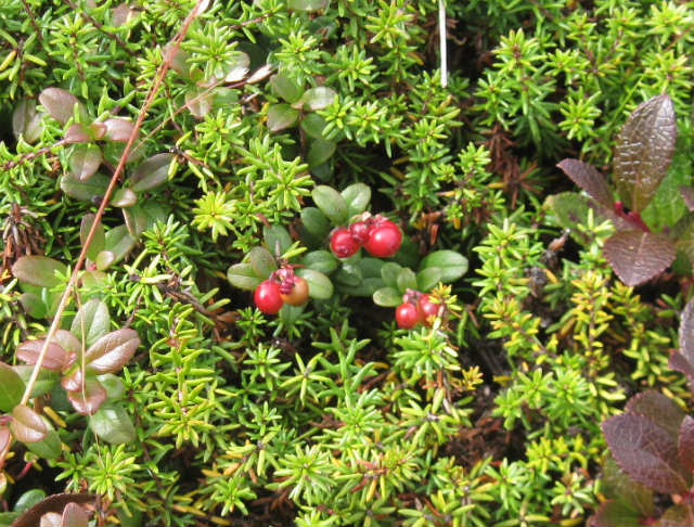 c0219866_11403355.jpg