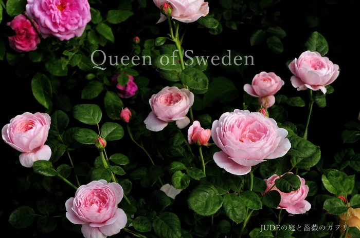 Queen of Sweden 2014_c0278671_20575254.jpg