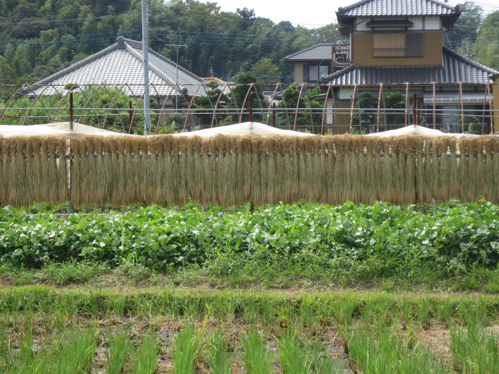 椿農場の稲刈り_c0310571_21334474.jpg