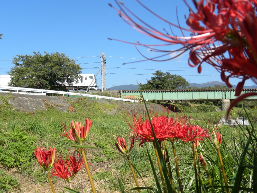 銀河鉄道・・？。（彼岸花と鉄橋と特急電車と・・・）_b0329588_07245309.jpg