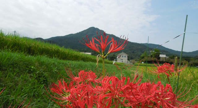 墓参の序でに飯盛山へ（9月21日）_d0124388_1348944.jpg