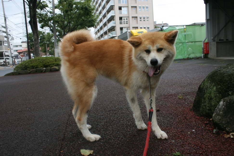 ゴマ柄秋田くん預かりさん宅へ 青空 お日さま 笑顔 ゴマ柄秋田くん預かりさん宅へ 青空 お日さま 笑顔