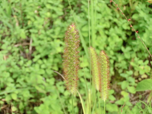 c0156104_2153420.jpg
