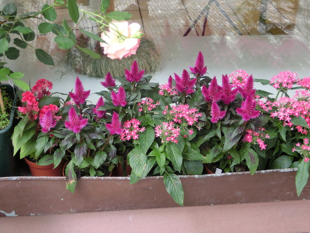 c0193304_15205149.jpg
