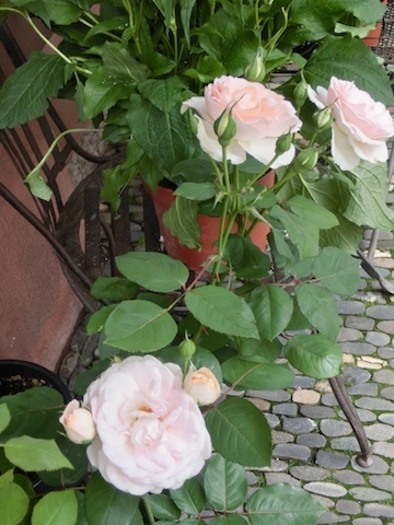 c0193304_15214038.jpg